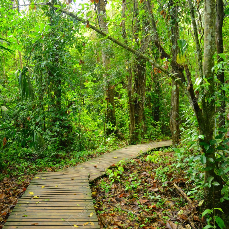 Fototapeta tropikalna kładka w bujnym lesie – Wallissimo® Fototapeta tropikalna kładka w bujnym lesie – Wallissimo®