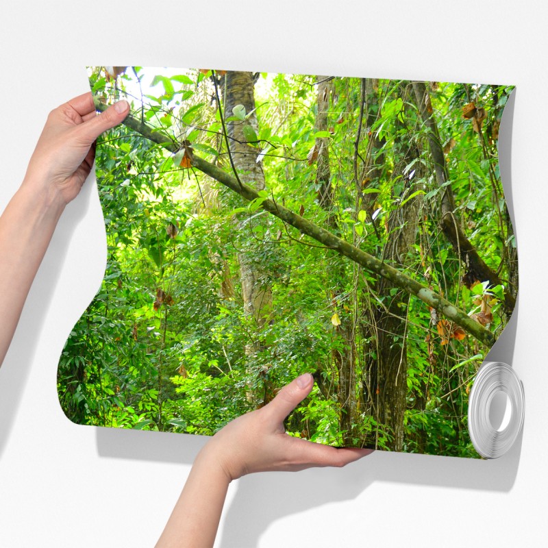 Fototapeta tropikalna kładka w bujnym lesie – Wallissimo® Fototapeta tropikalna kładka w bujnym lesie – Wallissimo®