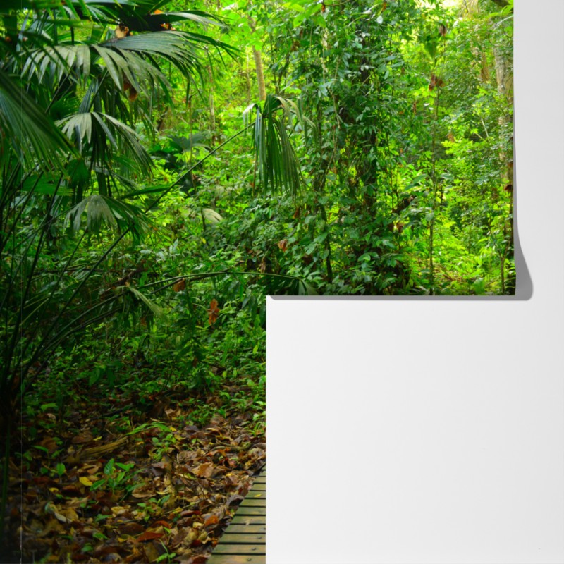 Fototapeta tropikalna kładka w bujnym lesie – Wallissimo® Fototapeta tropikalna kładka w bujnym lesie – Wallissimo®