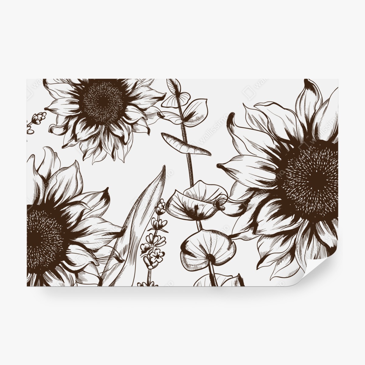 Fototapeta ilustracja botaniczna słonecznik w sepii – Wallissimo® Fototapeta ilustracja botaniczna słonecznik w sepii – Wallissimo®