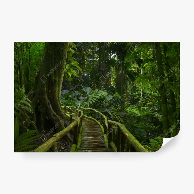 Wall mural tranquil jungle boardwalk through lush rainforest