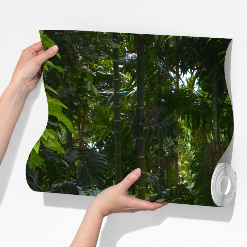 Fototapeta spokojna kładka w dżungli przez bujny las deszczowy – Wallissimo® Fototapeta spokojna kładka w dżungli przez bujny las deszczowy – Wallissimo®