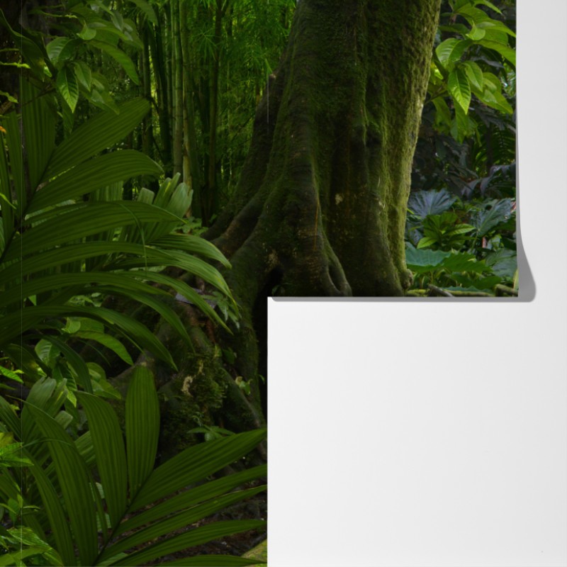 Fototapeta spokojna kładka w dżungli przez bujny las deszczowy – Wallissimo® Fototapeta spokojna kładka w dżungli przez bujny las deszczowy – Wallissimo®