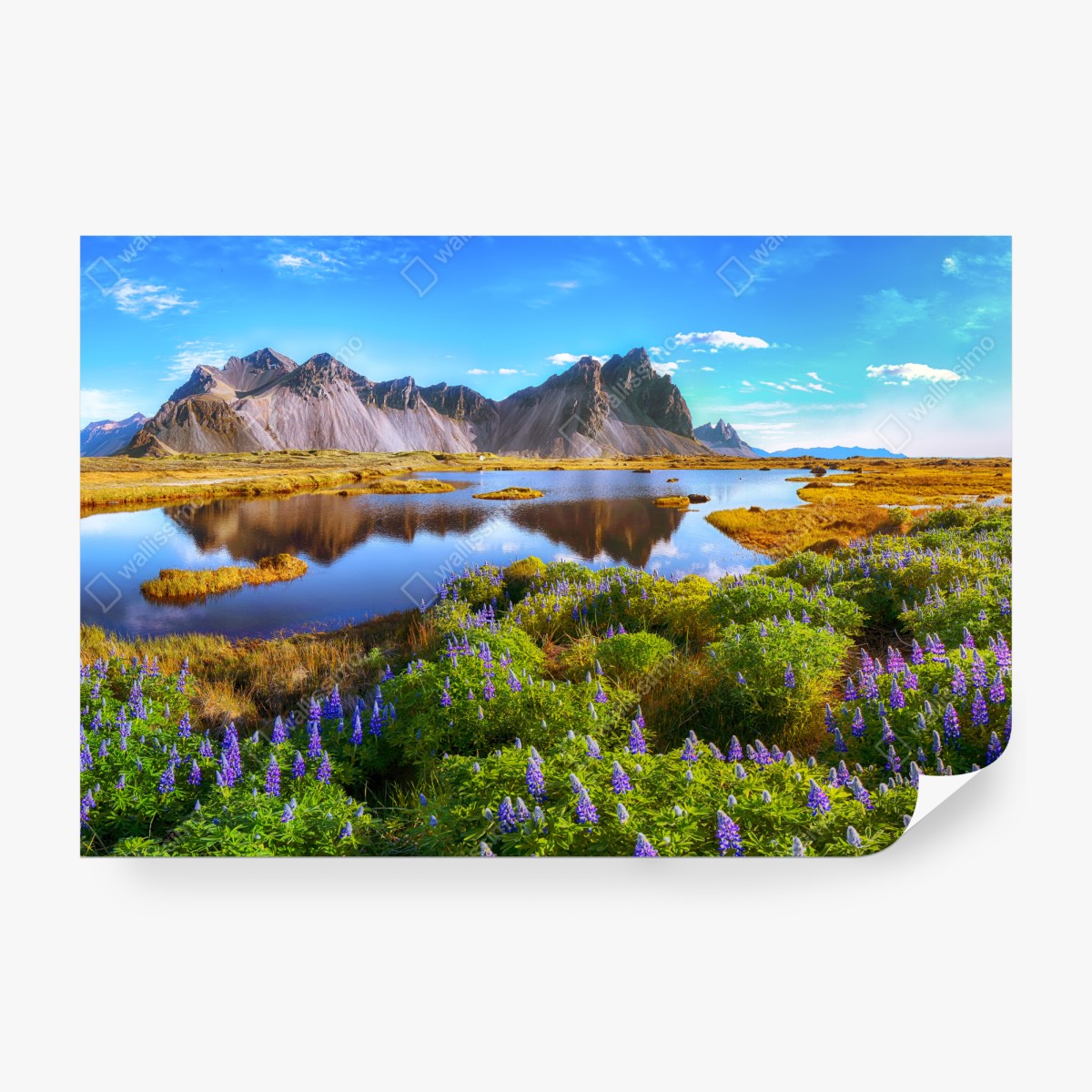 Fototapeta żywe łubinowe łąki przy Vestrahorn, Islandia – Wallissimo® Fototapeta żywe łubinowe łąki przy Vestrahorn, Islandia – Wallissimo®