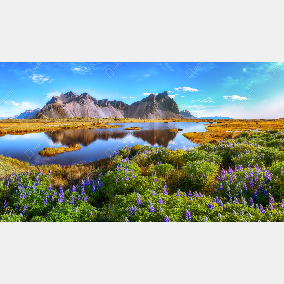 Fototapeta żywe łubinowe łąki przy Vestrahorn, Islandia – Wallissimo® Fototapeta żywe łubinowe łąki przy Vestrahorn, Islandia – Wallissimo®