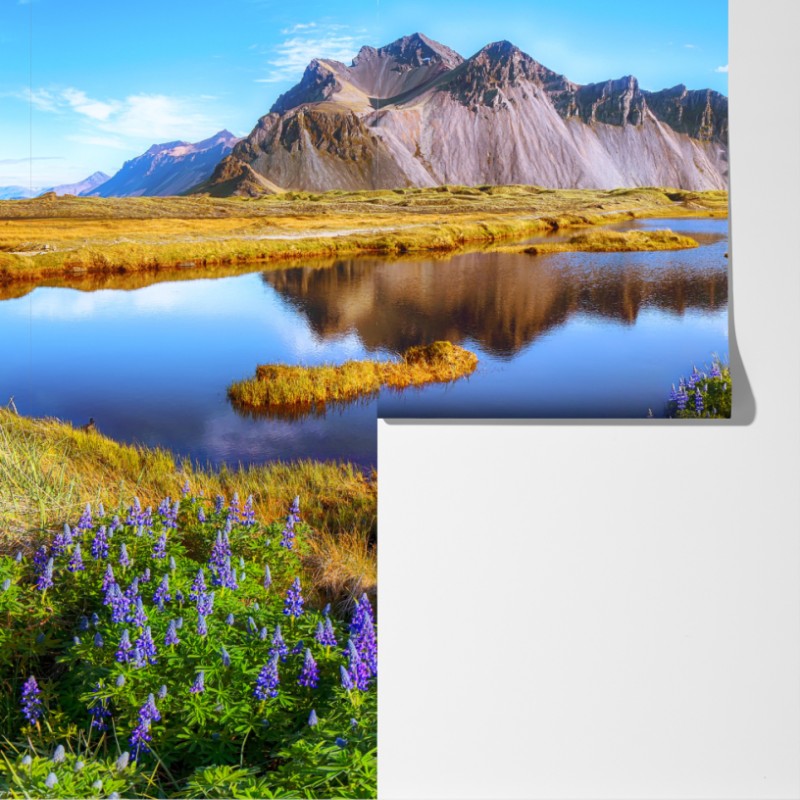 Fototapeta żywe łubinowe łąki przy Vestrahorn, Islandia – Wallissimo® Fototapeta żywe łubinowe łąki przy Vestrahorn, Islandia – Wallissimo®