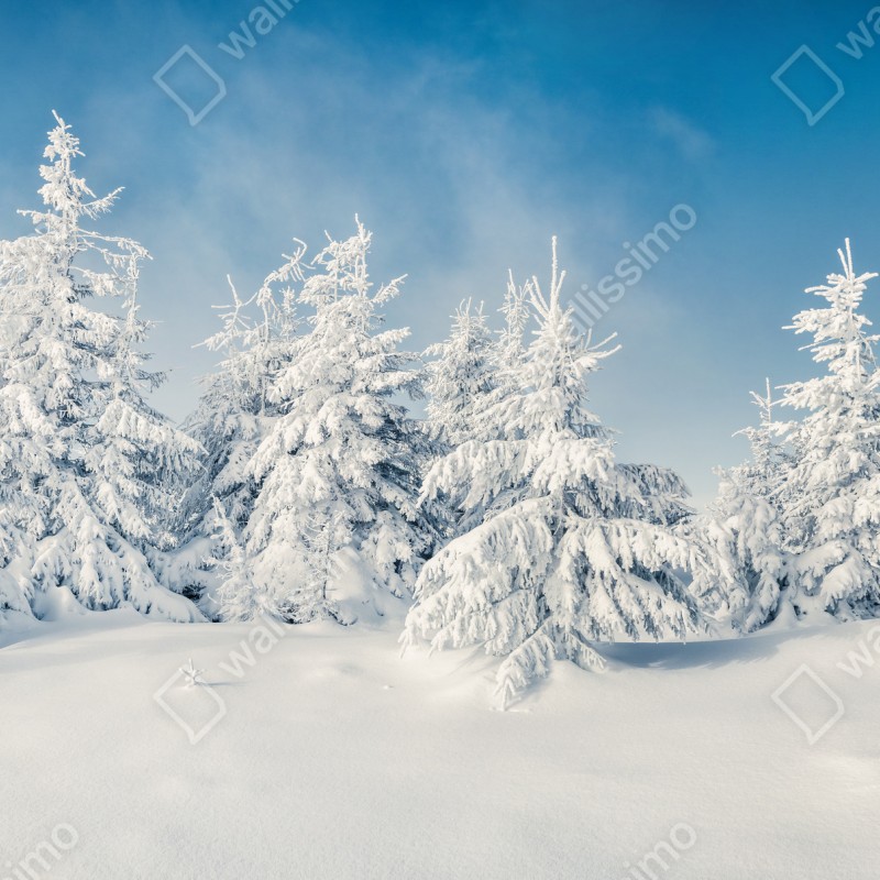 Fototapeta panorama zimowego lasu pokrytego śniegiem – Wallissimo® Fototapeta panorama zimowego lasu pokrytego śniegiem – Wallissimo®