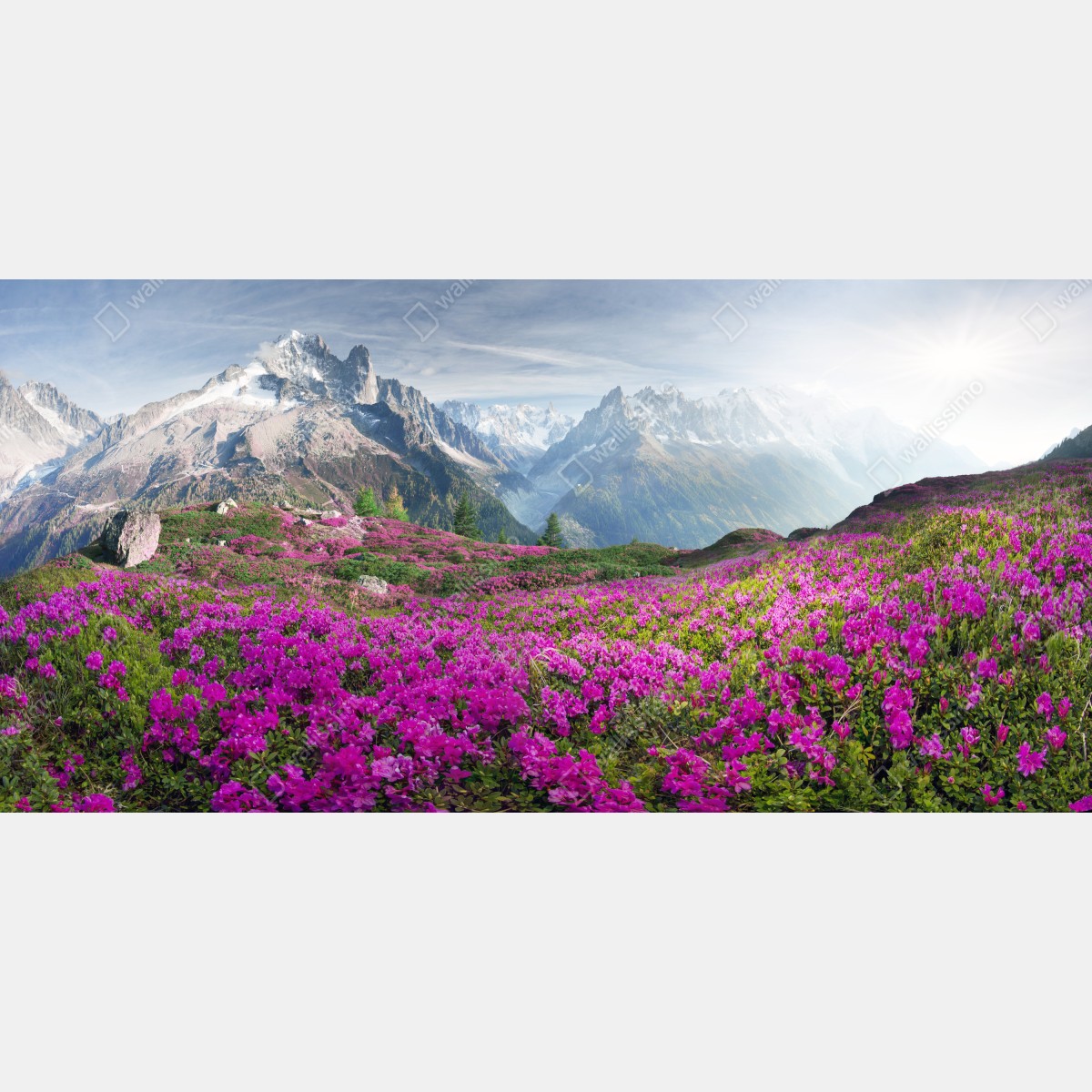 Fototapeta alpejska łąka różaneczników przy Mont Blanc – Wallissimo® Fototapeta alpejska łąka różaneczników przy Mont Blanc – Wallissimo®