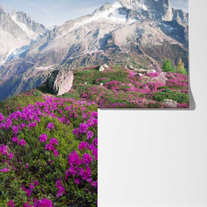 Fototapeta alpejska łąka różaneczników przy Mont Blanc – Wallissimo® Fototapeta alpejska łąka różaneczników przy Mont Blanc – Wallissimo®