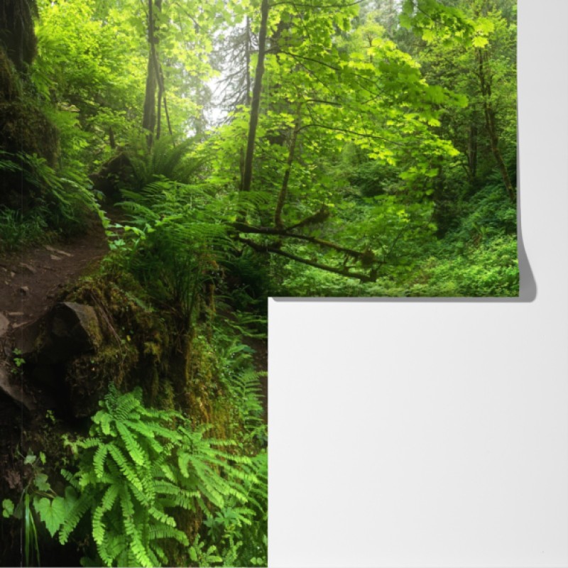 Fototapeta bujny leśny wodospad panorama – Wallissimo® Fototapeta bujny leśny wodospad panorama – Wallissimo®