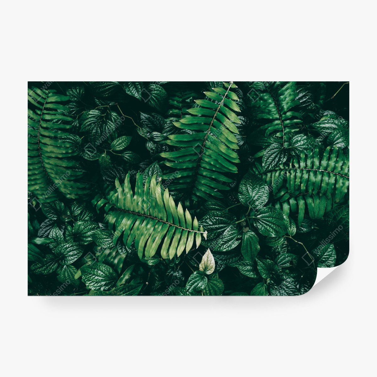 Fototapeta bujne tropikalne liście – Wallissimo® Fototapeta bujne tropikalne liście – Wallissimo®