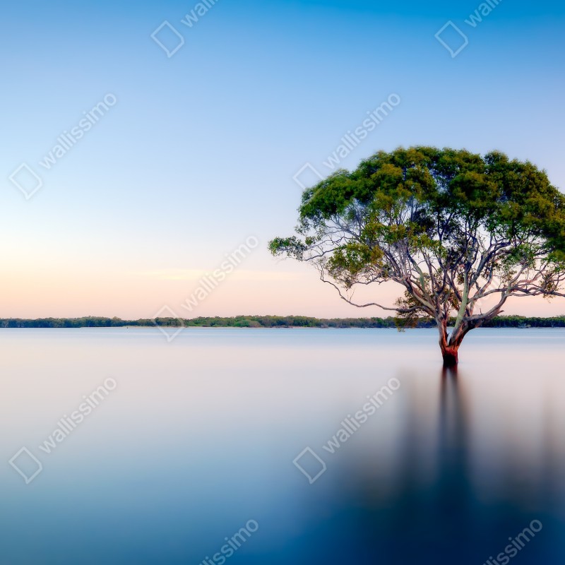 Fototapeta samotne drzewo nad spokojnym jeziorem – Wallissimo® Fototapeta samotne drzewo nad spokojnym jeziorem – Wallissimo®