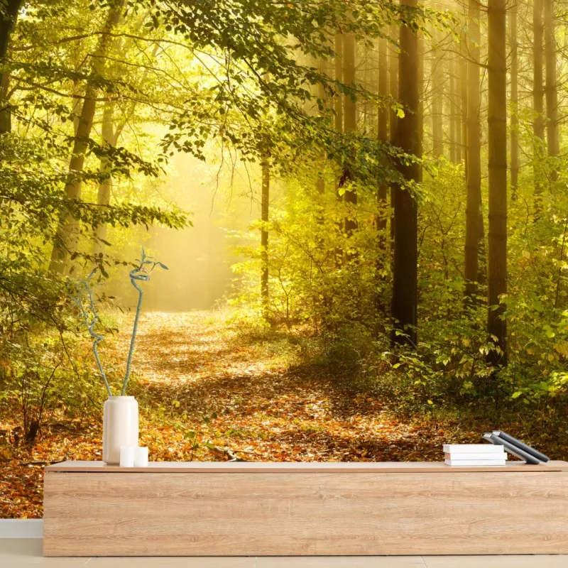 Wall mural sunlit forest path in autumn