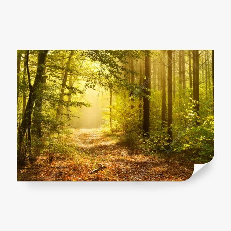 Wall mural sunlit forest path in autumn