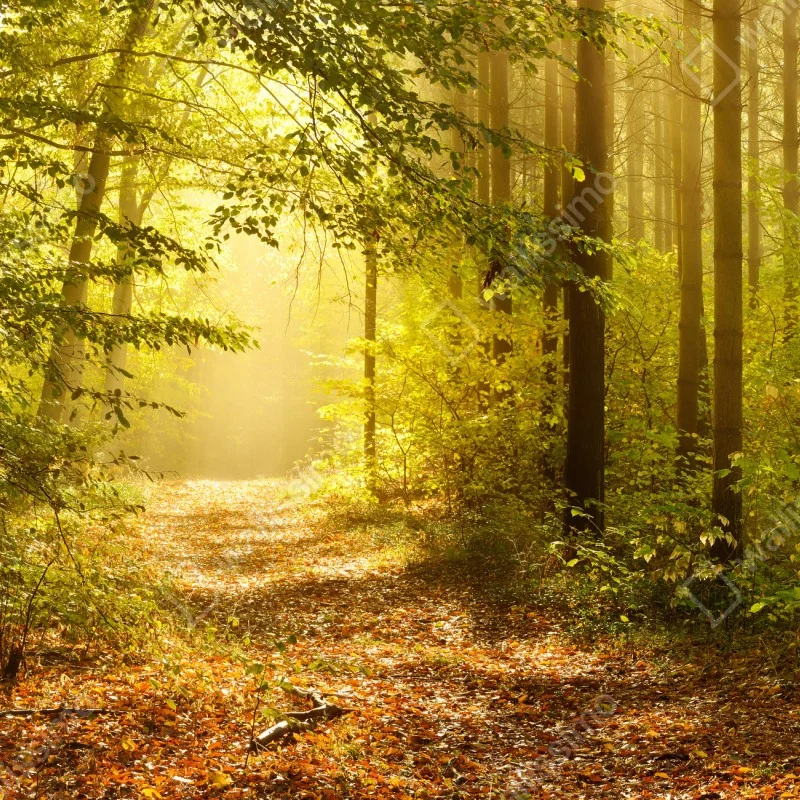 Fototapeta słoneczna leśna ścieżka jesienią – Wallissimo® Fototapeta słoneczna leśna ścieżka jesienią – Wallissimo®