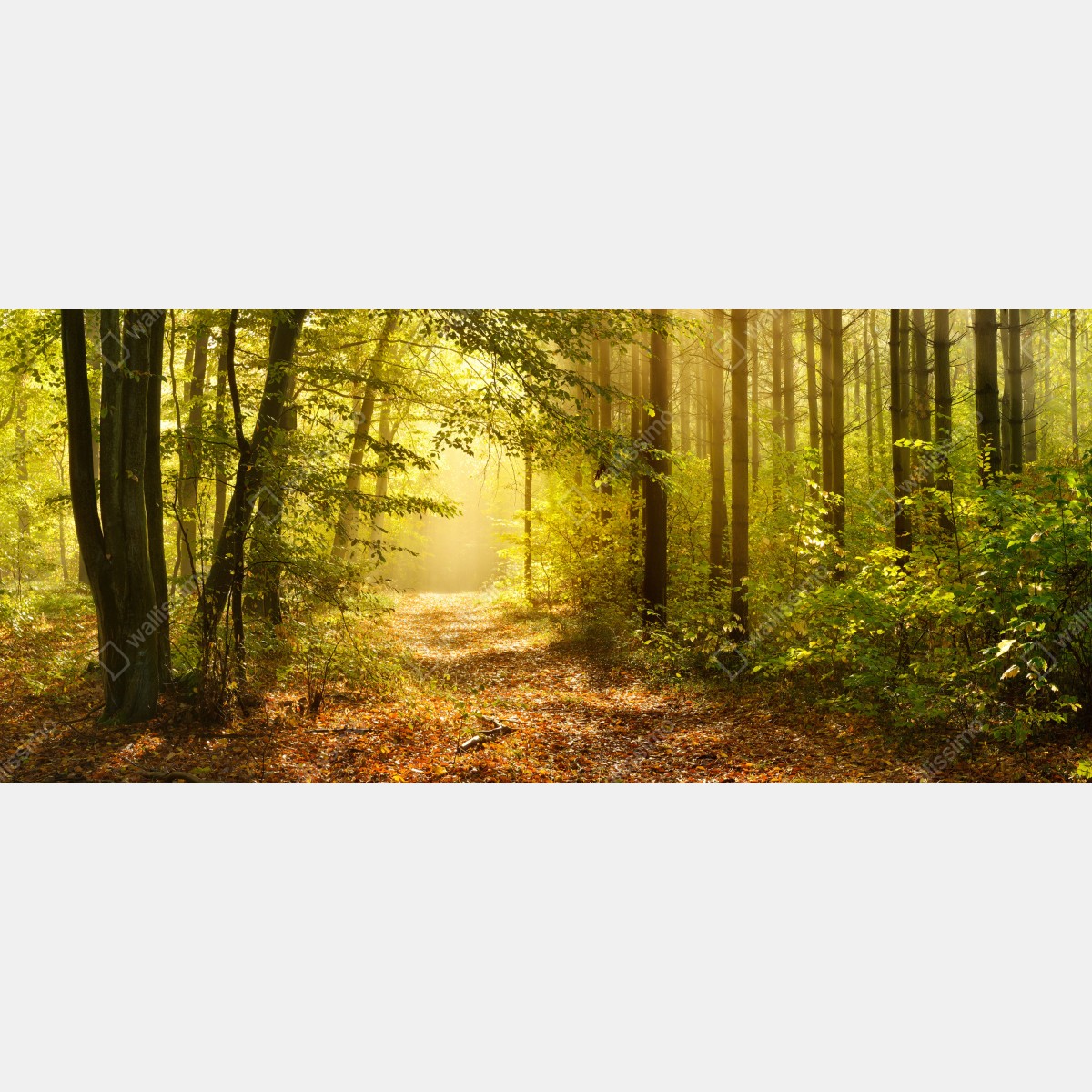 Fototapeta słoneczna leśna ścieżka jesienią – Wallissimo® Fototapeta słoneczna leśna ścieżka jesienią – Wallissimo®