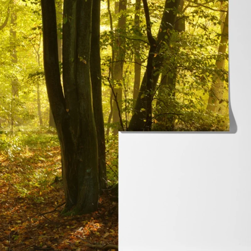 Fototapeta słoneczna leśna ścieżka jesienią – Wallissimo® Fototapeta słoneczna leśna ścieżka jesienią – Wallissimo®