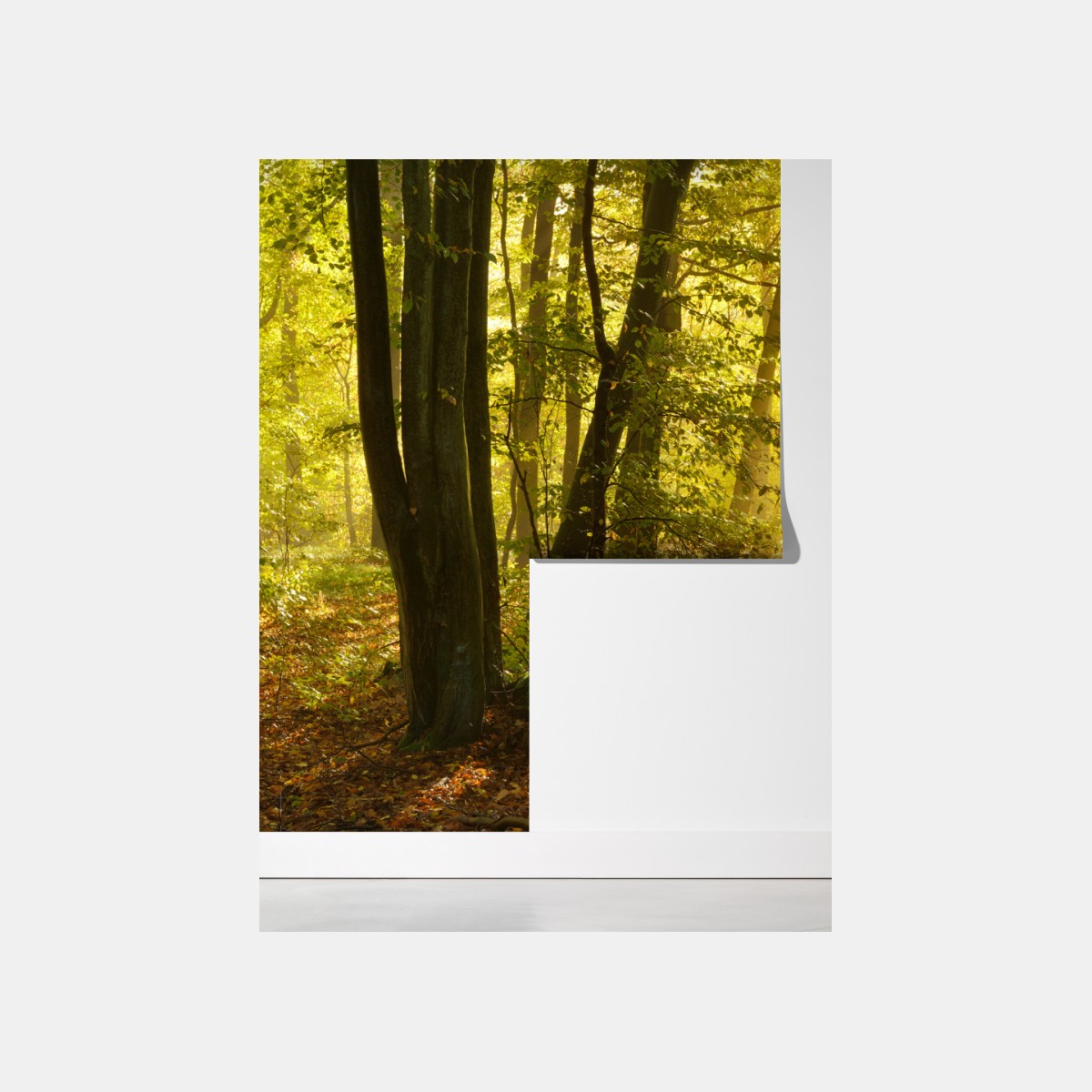 Fototapeta słoneczna leśna ścieżka jesienią – Wallissimo® Fototapeta słoneczna leśna ścieżka jesienią – Wallissimo®