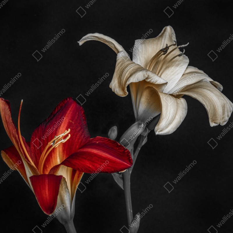 Fototapeta dramatyczne czerwone i kremowe lilie na czarnym tle – Wallissimo® Fototapeta dramatyczne czerwone i kremowe lilie na czarnym tle – Wallissimo®