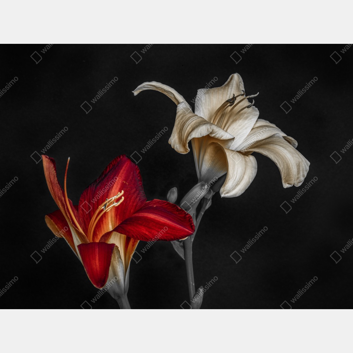 Fototapeta dramatyczne czerwone i kremowe lilie na czarnym tle – Wallissimo® Fototapeta dramatyczne czerwone i kremowe lilie na czarnym tle – Wallissimo®