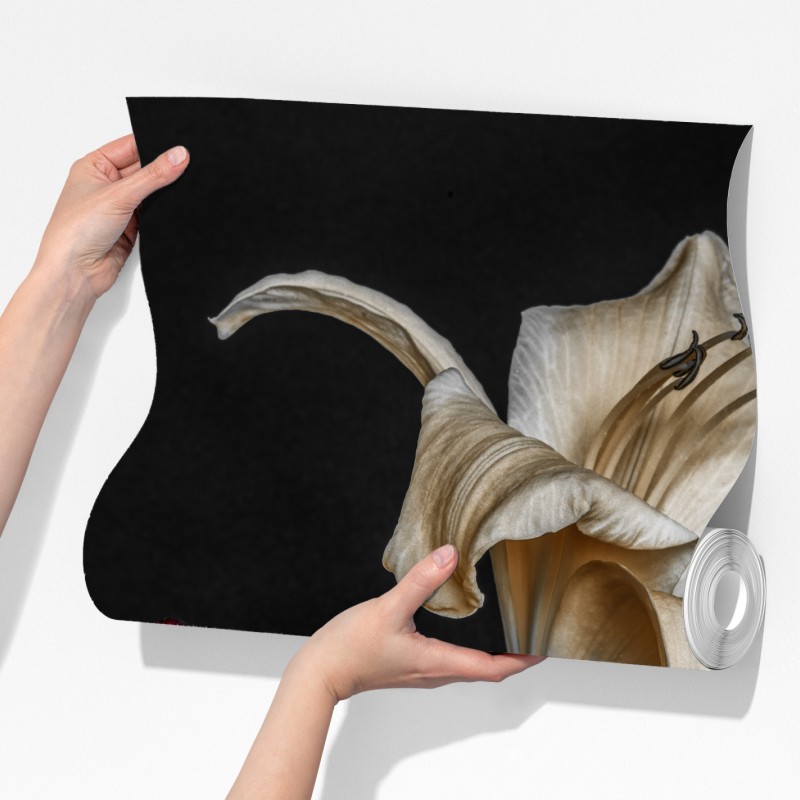 Fototapeta dramatyczne czerwone i kremowe lilie na czarnym tle – Wallissimo® Fototapeta dramatyczne czerwone i kremowe lilie na czarnym tle – Wallissimo®