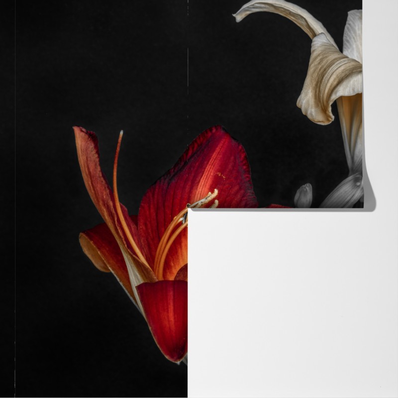 Fototapeta dramatyczne czerwone i kremowe lilie na czarnym tle – Wallissimo® Fototapeta dramatyczne czerwone i kremowe lilie na czarnym tle – Wallissimo®