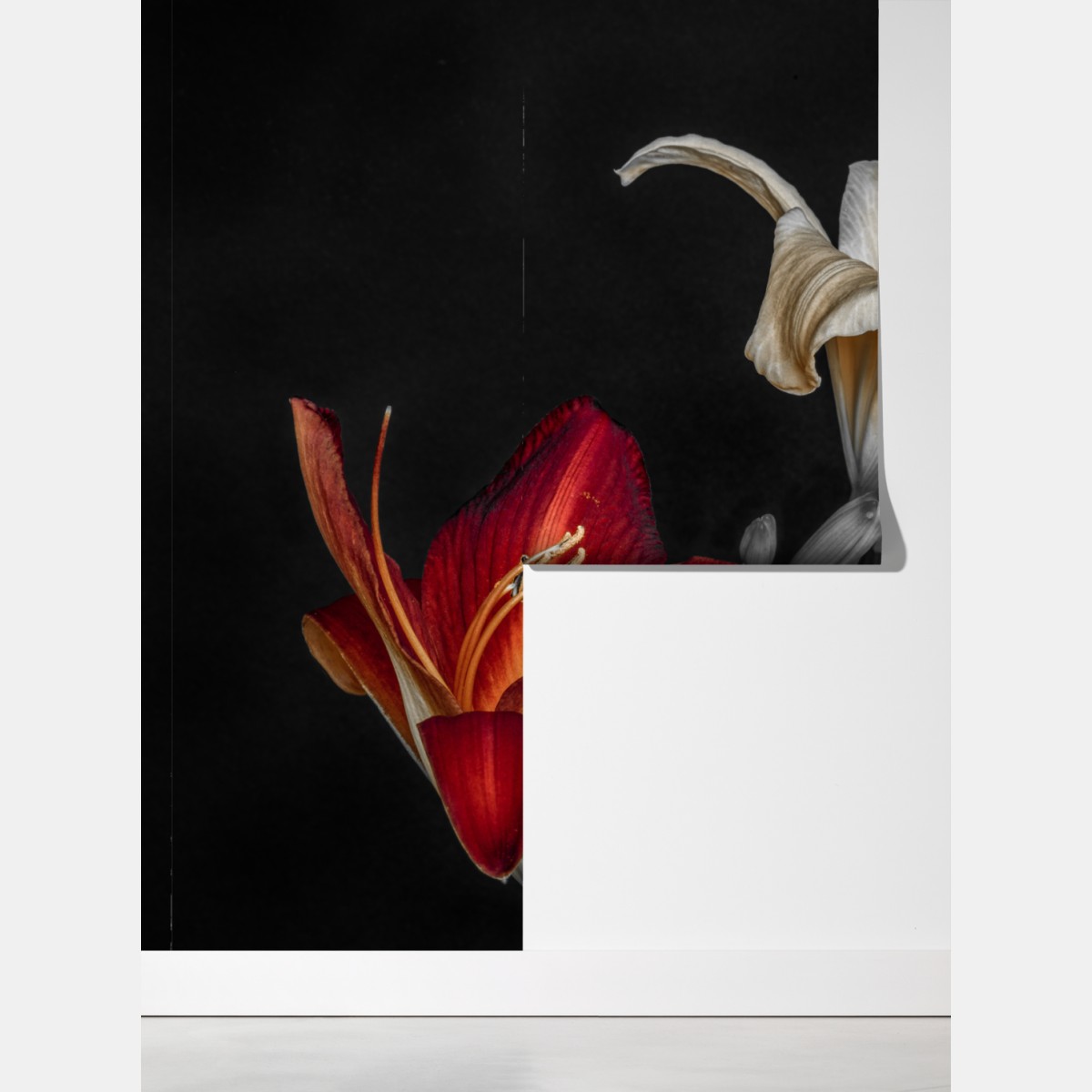 Fototapeta dramatyczne czerwone i kremowe lilie na czarnym tle – Wallissimo® Fototapeta dramatyczne czerwone i kremowe lilie na czarnym tle – Wallissimo®