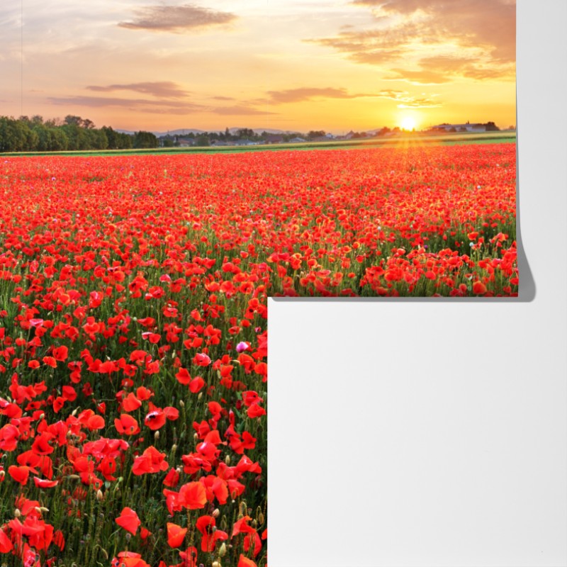 Fototapeta pole maków o zachodzie słońca – Wallissimo® Fototapeta pole maków o zachodzie słońca – Wallissimo®