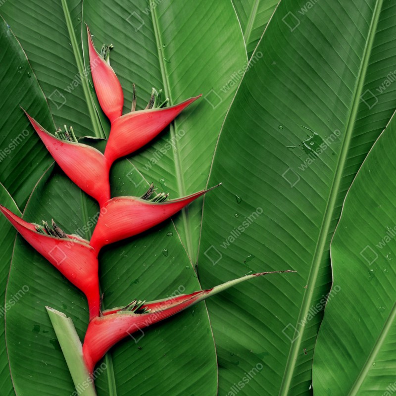 Fototapeta intensywna heliconia na tropikalnych liściach – Wallissimo® Fototapeta intensywna heliconia na tropikalnych liściach – Wallissimo®