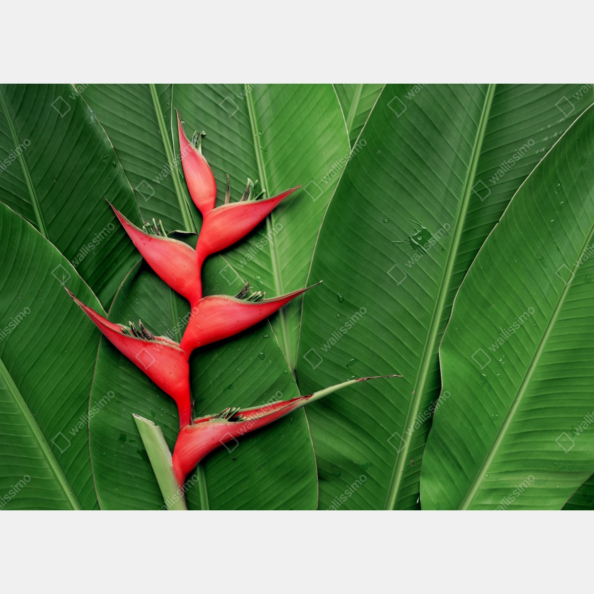 Fototapeta intensywna heliconia na tropikalnych liściach – Wallissimo® Fototapeta intensywna heliconia na tropikalnych liściach – Wallissimo®
