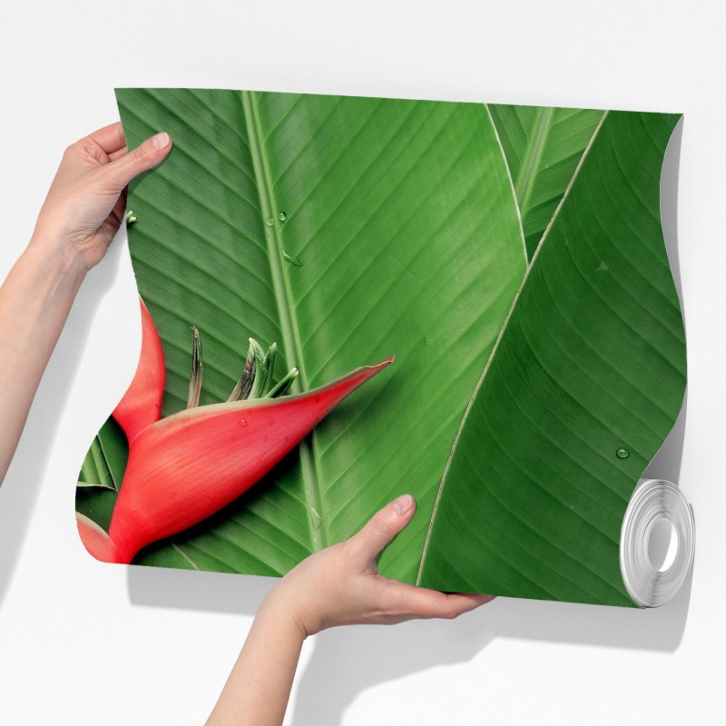 Fototapeta intensywna heliconia na tropikalnych liściach – Wallissimo® Fototapeta intensywna heliconia na tropikalnych liściach – Wallissimo®