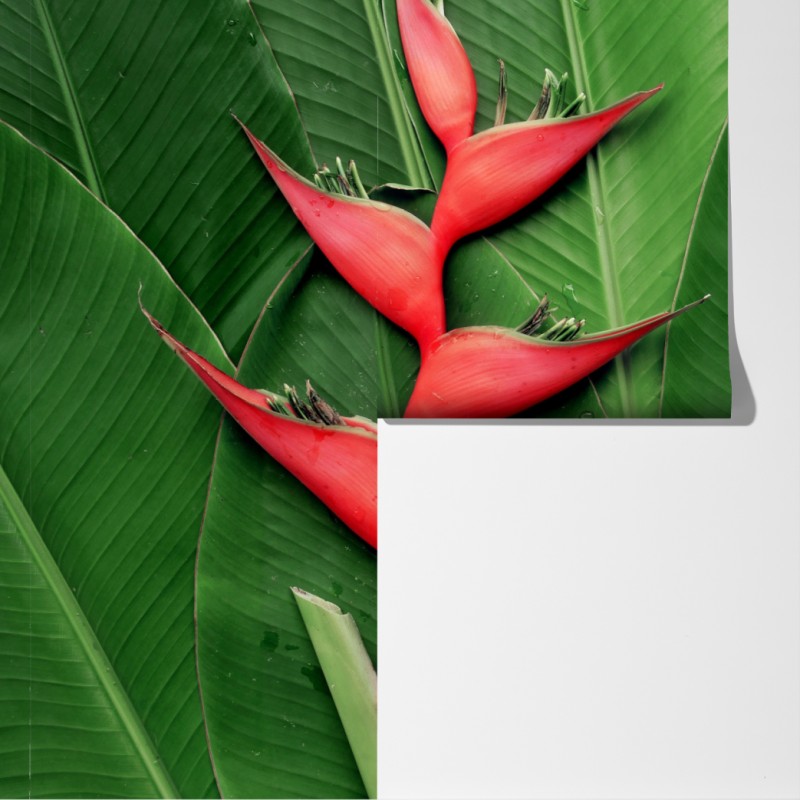 Fototapeta intensywna heliconia na tropikalnych liściach – Wallissimo® Fototapeta intensywna heliconia na tropikalnych liściach – Wallissimo®