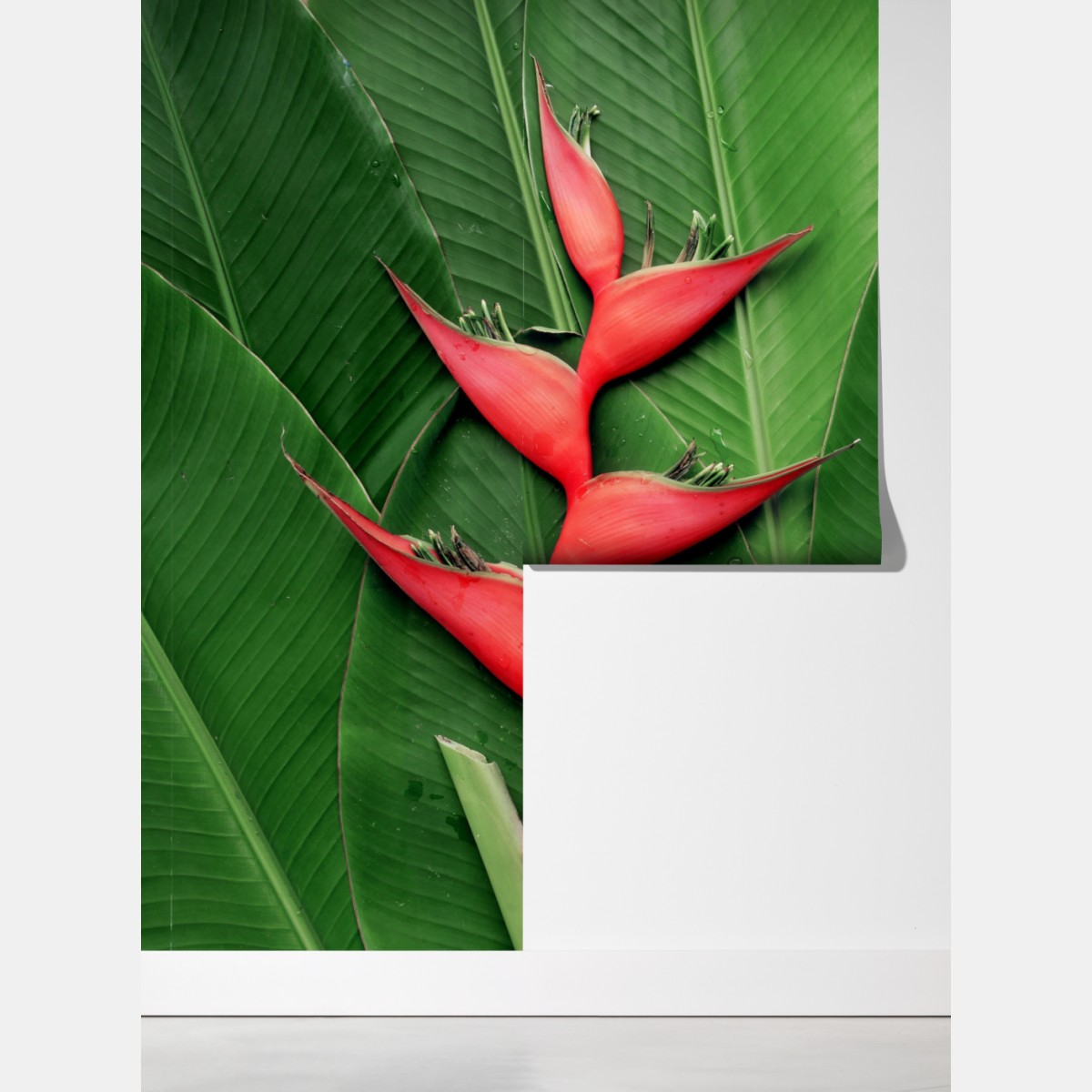 Fototapeta intensywna heliconia na tropikalnych liściach – Wallissimo® Fototapeta intensywna heliconia na tropikalnych liściach – Wallissimo®