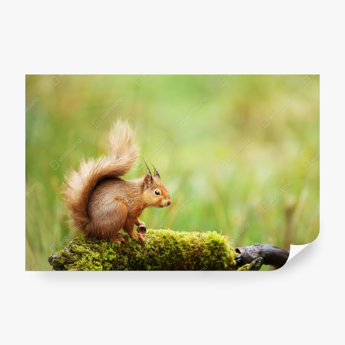 Fototapeta ruda wiewiórka na mchu – Wallissimo® Fototapeta ruda wiewiórka na mchu – Wallissimo®