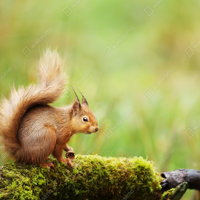 Fototapeta ruda wiewiórka na mchu – Wallissimo® Fototapeta ruda wiewiórka na mchu – Wallissimo®