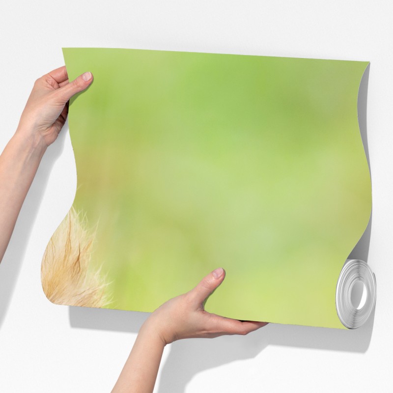 Fototapeta ruda wiewiórka na mchu – Wallissimo® Fototapeta ruda wiewiórka na mchu – Wallissimo®