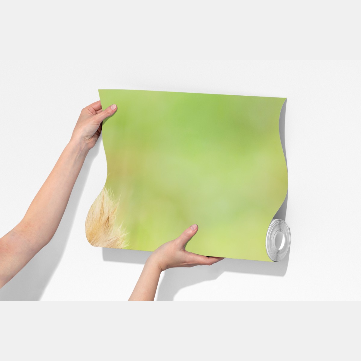 Fototapeta ruda wiewiórka na mchu – Wallissimo® Fototapeta ruda wiewiórka na mchu – Wallissimo®