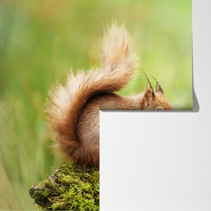 Fototapeta ruda wiewiórka na mchu – Wallissimo® Fototapeta ruda wiewiórka na mchu – Wallissimo®