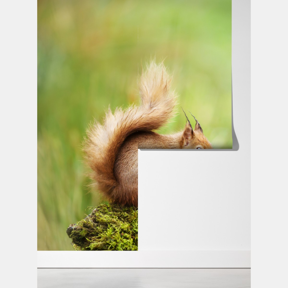 Fototapeta ruda wiewiórka na mchu – Wallissimo® Fototapeta ruda wiewiórka na mchu – Wallissimo®