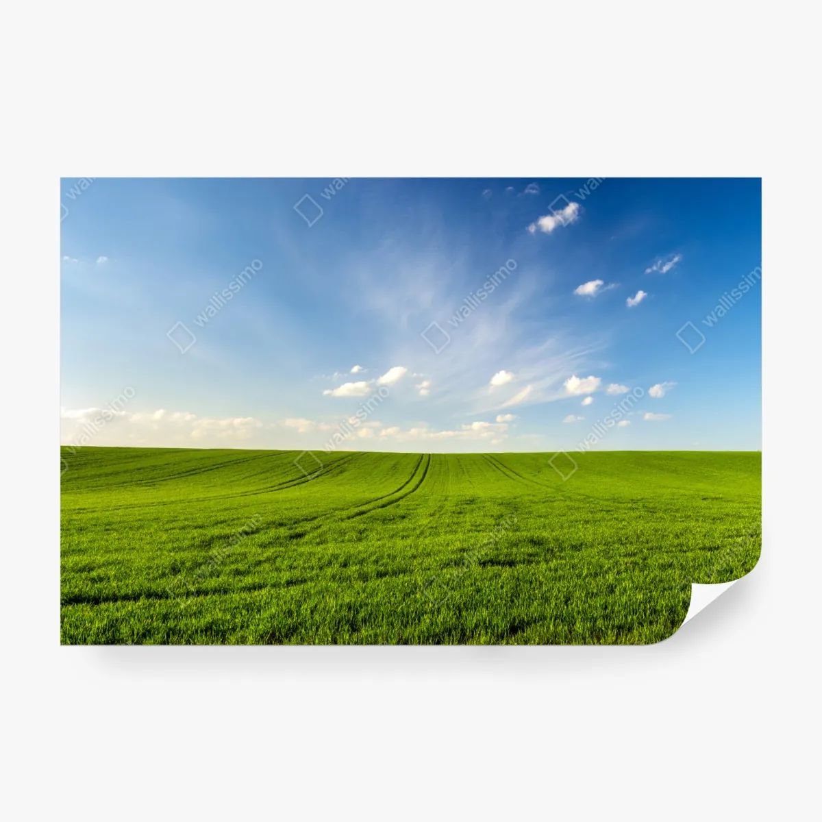 Fototapeta wiosenna zielona panorama łąki – Wallissimo® Fototapeta wiosenna zielona panorama łąki – Wallissimo®