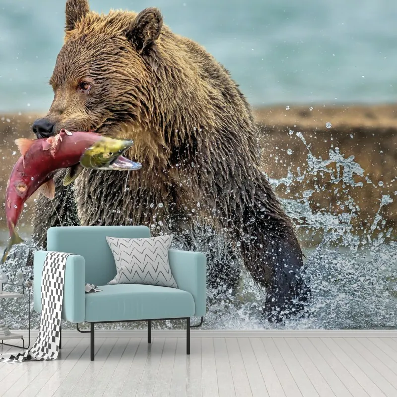Wall mural brown bear catching salmon in river