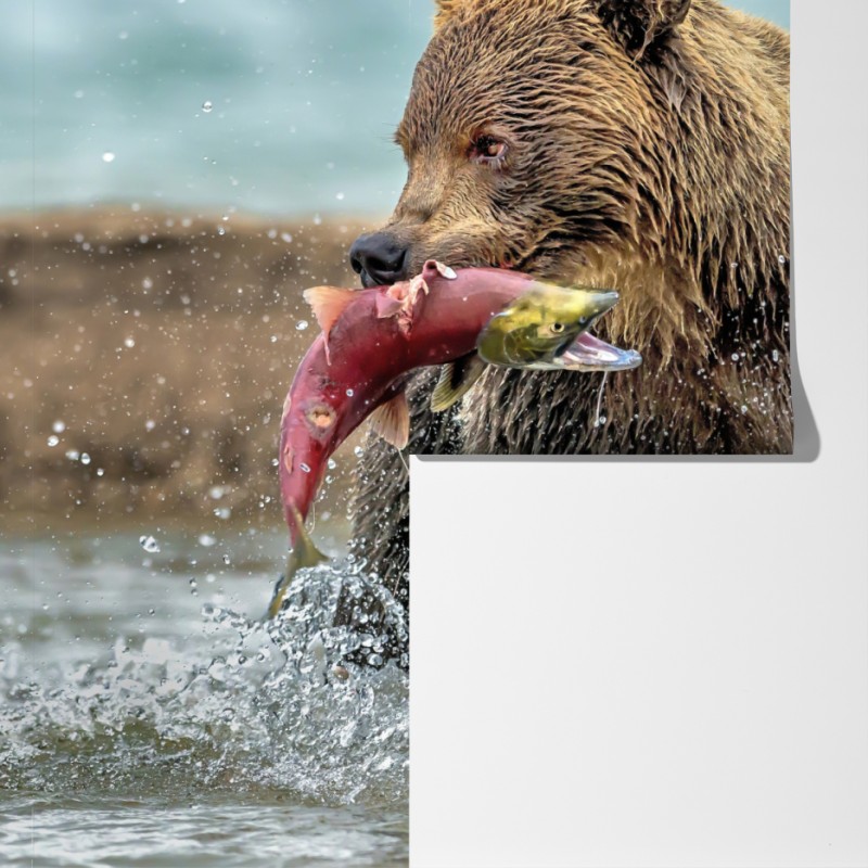 Fototapeta niedźwiedź łapiący łososia w rzece – Wallissimo® Fototapeta niedźwiedź łapiący łososia w rzece – Wallissimo®