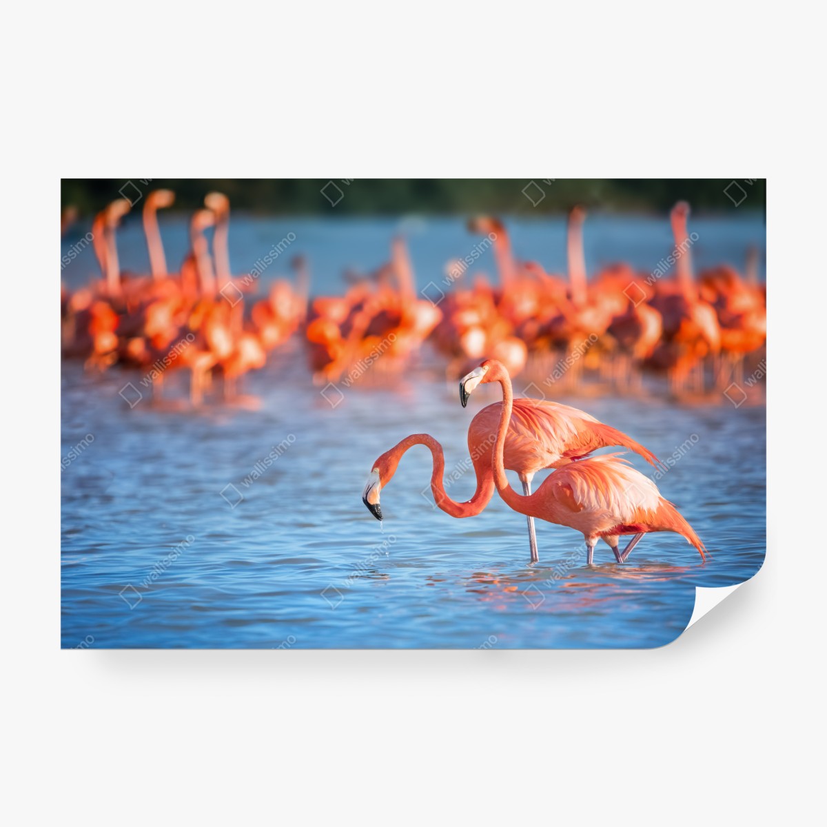 Fototapeta wdzięczne flamingi w płytkiej wodzie – Wallissimo® Fototapeta wdzięczne flamingi w płytkiej wodzie – Wallissimo®