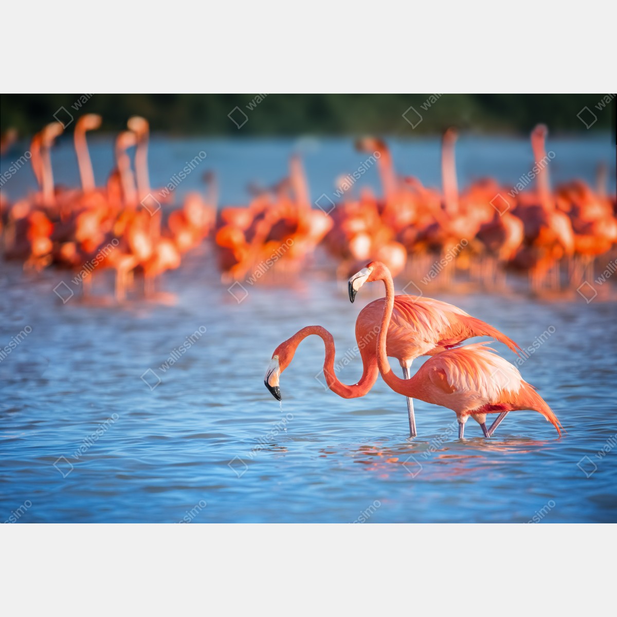 Fototapeta wdzięczne flamingi w płytkiej wodzie – Wallissimo® Fototapeta wdzięczne flamingi w płytkiej wodzie – Wallissimo®
