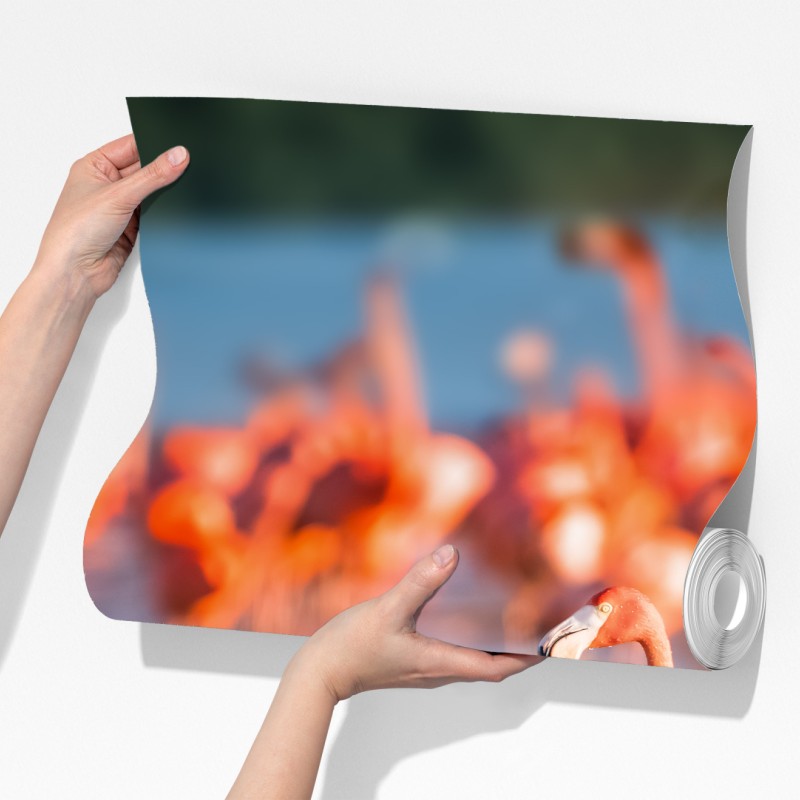 Fototapeta wdzięczne flamingi w płytkiej wodzie – Wallissimo® Fototapeta wdzięczne flamingi w płytkiej wodzie – Wallissimo®