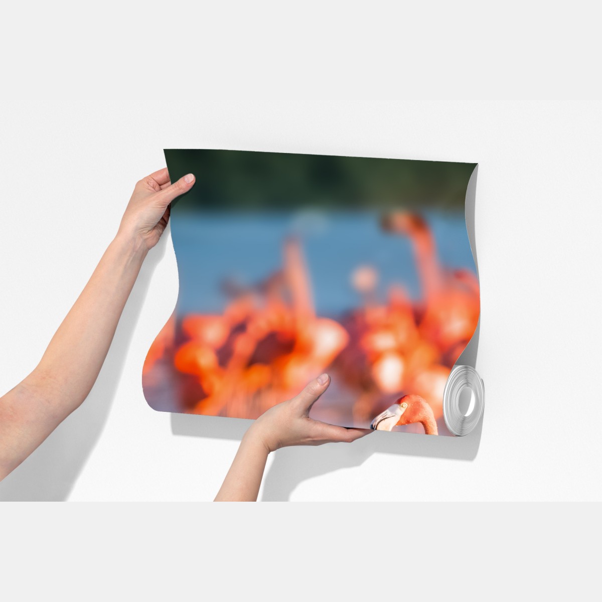 Fototapeta wdzięczne flamingi w płytkiej wodzie – Wallissimo® Fototapeta wdzięczne flamingi w płytkiej wodzie – Wallissimo®