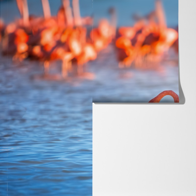 Fototapeta wdzięczne flamingi w płytkiej wodzie – Wallissimo® Fototapeta wdzięczne flamingi w płytkiej wodzie – Wallissimo®