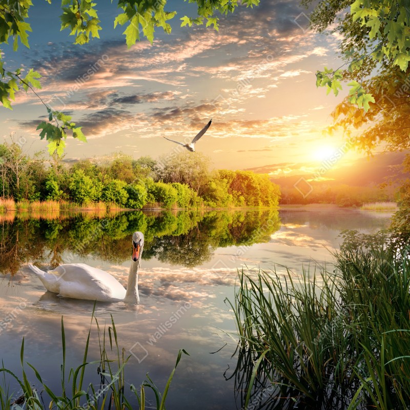 Fototapeta zachód słońca z łabędziem nad jeziorem – Wallissimo® Fototapeta zachód słońca z łabędziem nad jeziorem – Wallissimo®