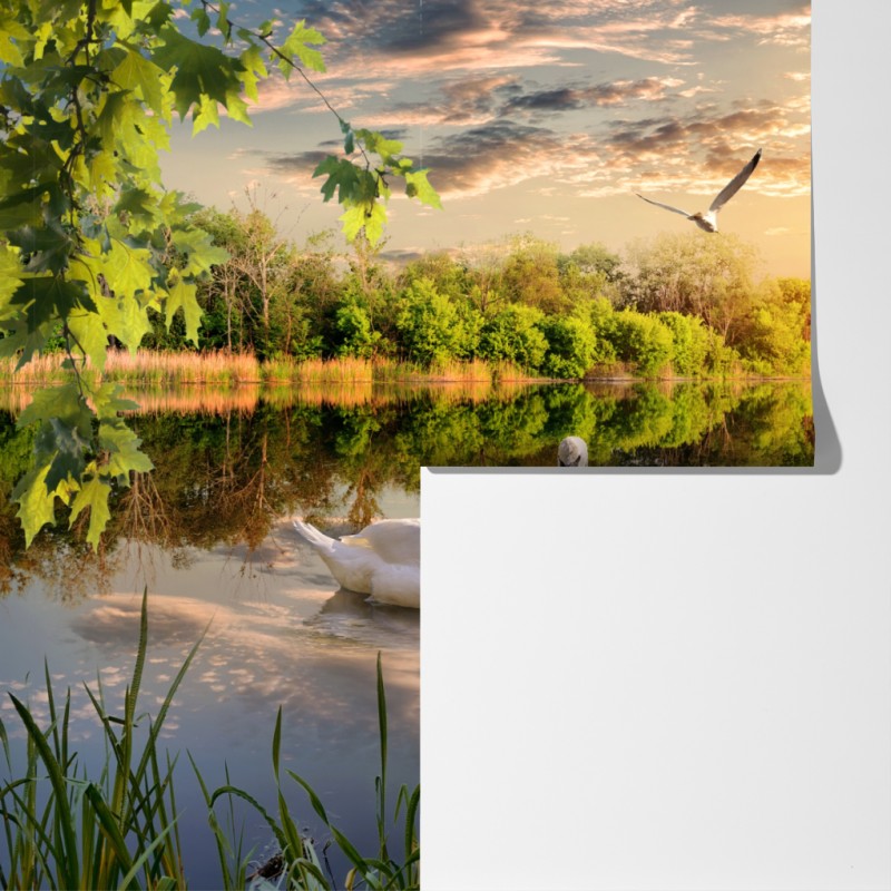 Fototapeta zachód słońca z łabędziem nad jeziorem – Wallissimo® Fototapeta zachód słońca z łabędziem nad jeziorem – Wallissimo®