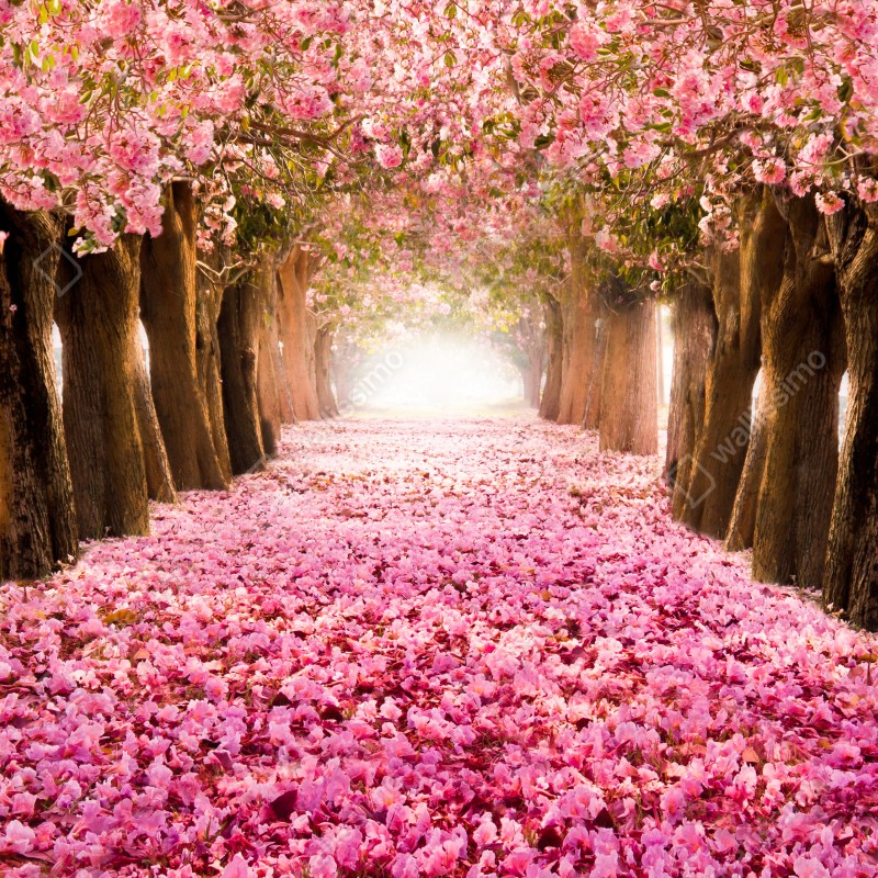 Fototapeta różowa aleja kwiatów wiśni – Wallissimo® Fototapeta różowa aleja kwiatów wiśni – Wallissimo®